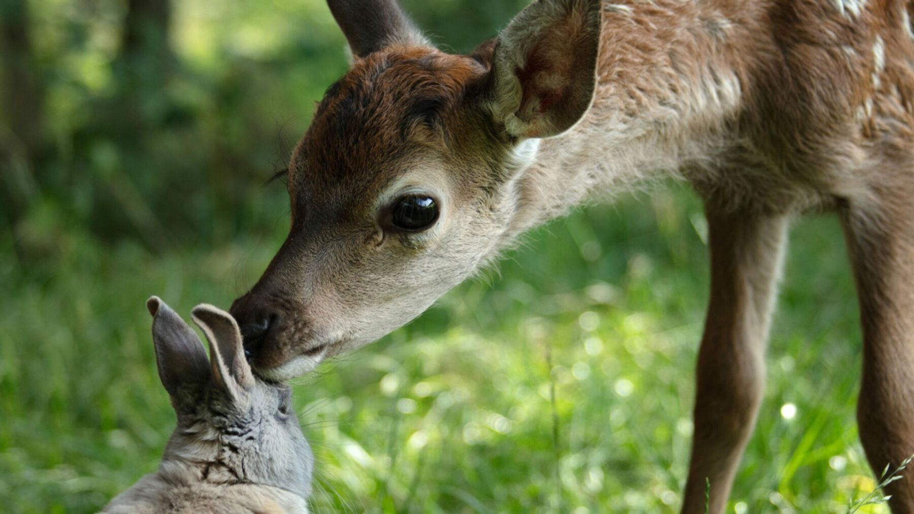 Bambi. Opowieść leśna - okładka